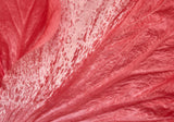 hibiscus-flower